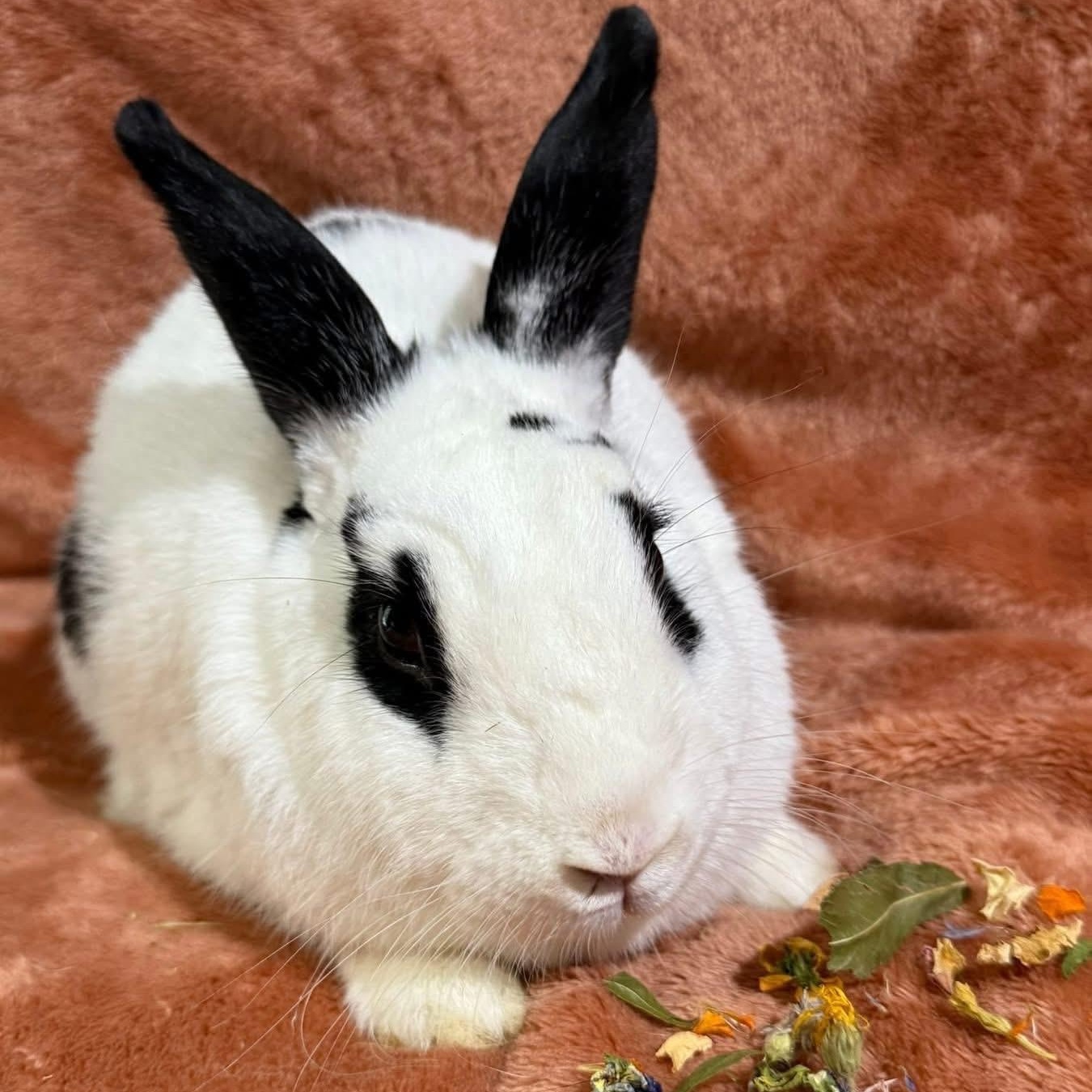 Enlarge Bahama Mama, a Adoptable New Zealand in St. Charles, MO image 3/3