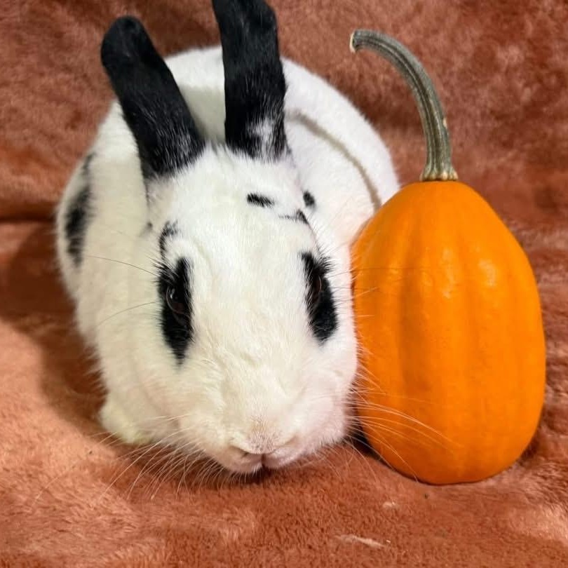 Enlarge Bahama Mama, a Adoptable New Zealand in St. Charles, MO image 2/3