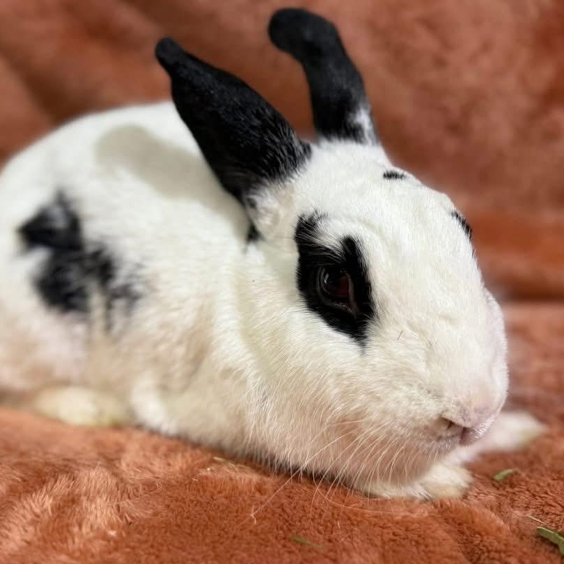 Enlarge Bahama Mama, a Adoptable New Zealand in St. Charles, MO image 1/3