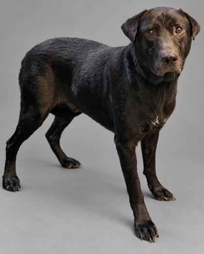 Enlarge Banjo, a Adoptable mixed breed in Bowling Green, KY image 1/2