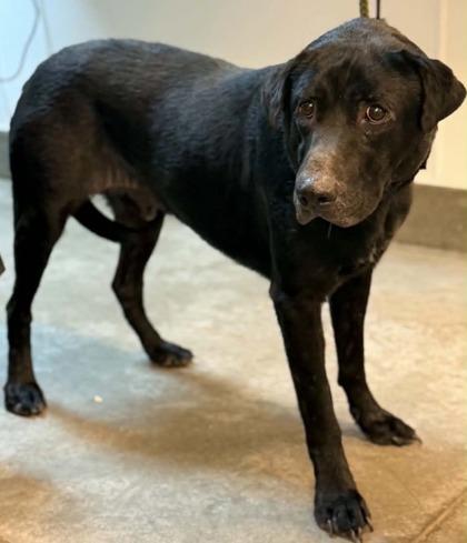 Enlarge Banjo, a Adoptable mixed breed in Bowling Green, KY image 2/2