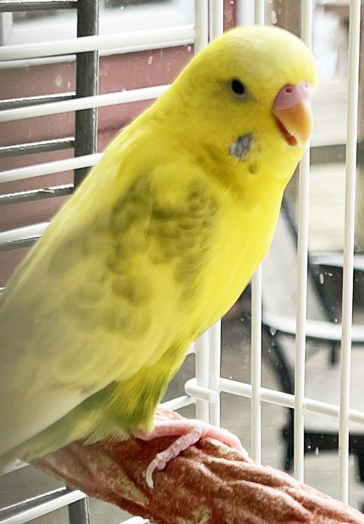 Daffodil and Marigold - yellow bonded sister 'keets! So cute!, a Adoptable Parakeet (Other) in Bedford Hills, NY image 6/6