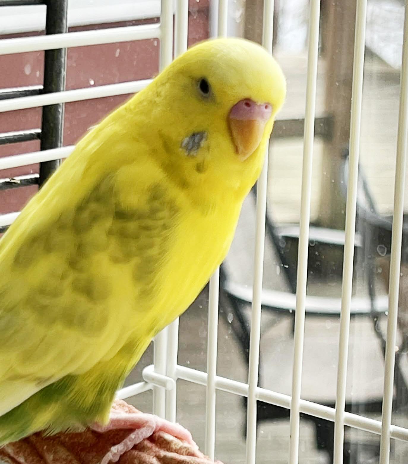 Daffodil and Marigold - yellow bonded sister 'keets! So cute!, Adoptable, Young Female Parakeet (Other).