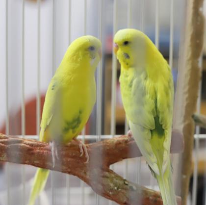 Daffodil and Marigold - yellow bonded sister 'keets! So cute!, a Adoptable Parakeet (Other) in Bedford Hills, NY image 4/6