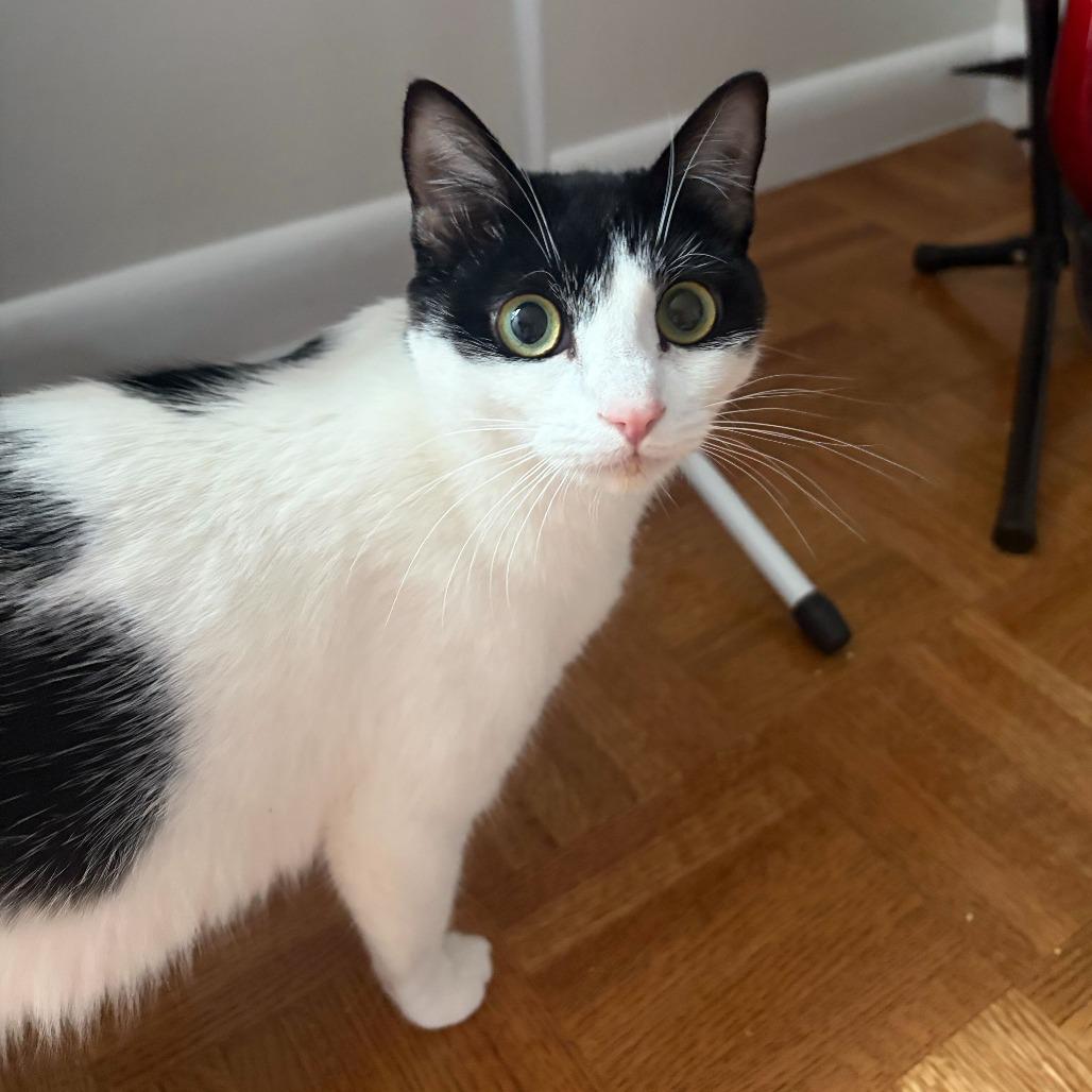 Chamomile, a Adoptable Domestic Short Hair in New York, NY image 2/6