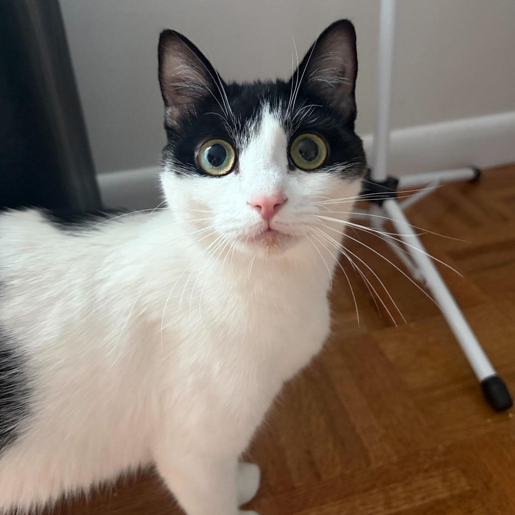 Chamomile, a Adoptable Domestic Short Hair in New York, NY image 3/6