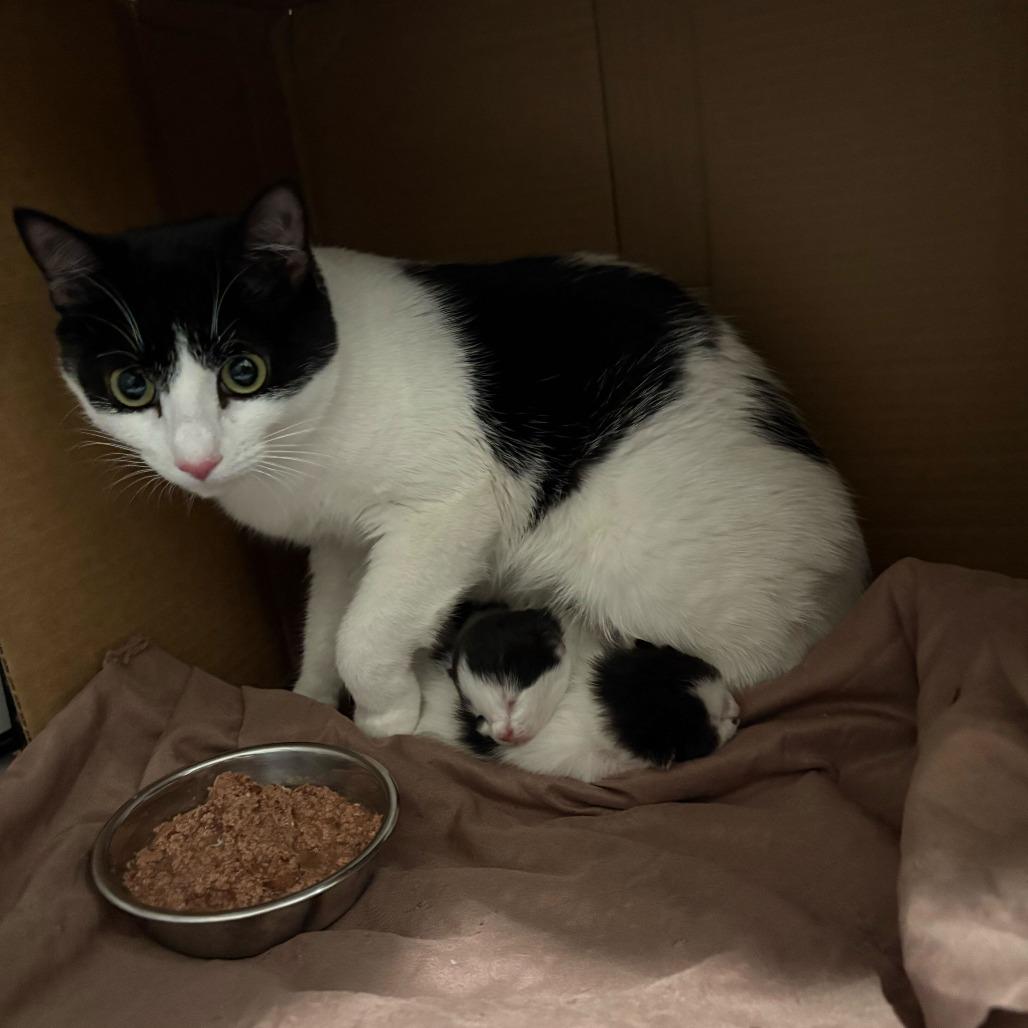 Chamomile, a Adoptable Domestic Short Hair in New York, NY image 5/6