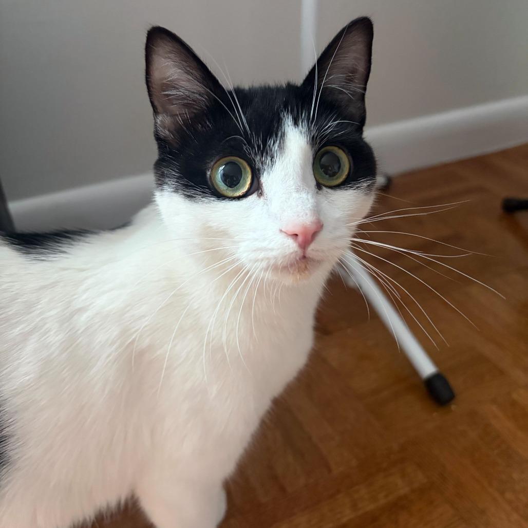 Chamomile, a Adoptable Domestic Short Hair in New York, NY image 6/6