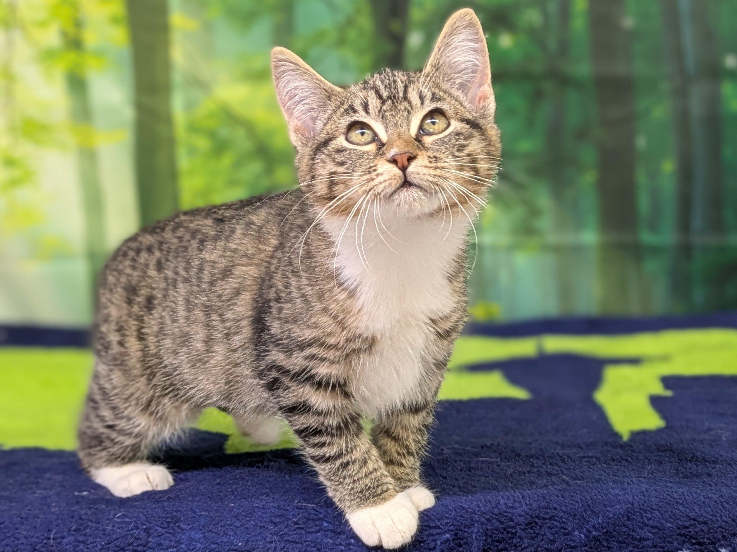 Fajita, an adoptable Tabby, Domestic Short Hair in Republic, WA, 99166 | Photo Image 3