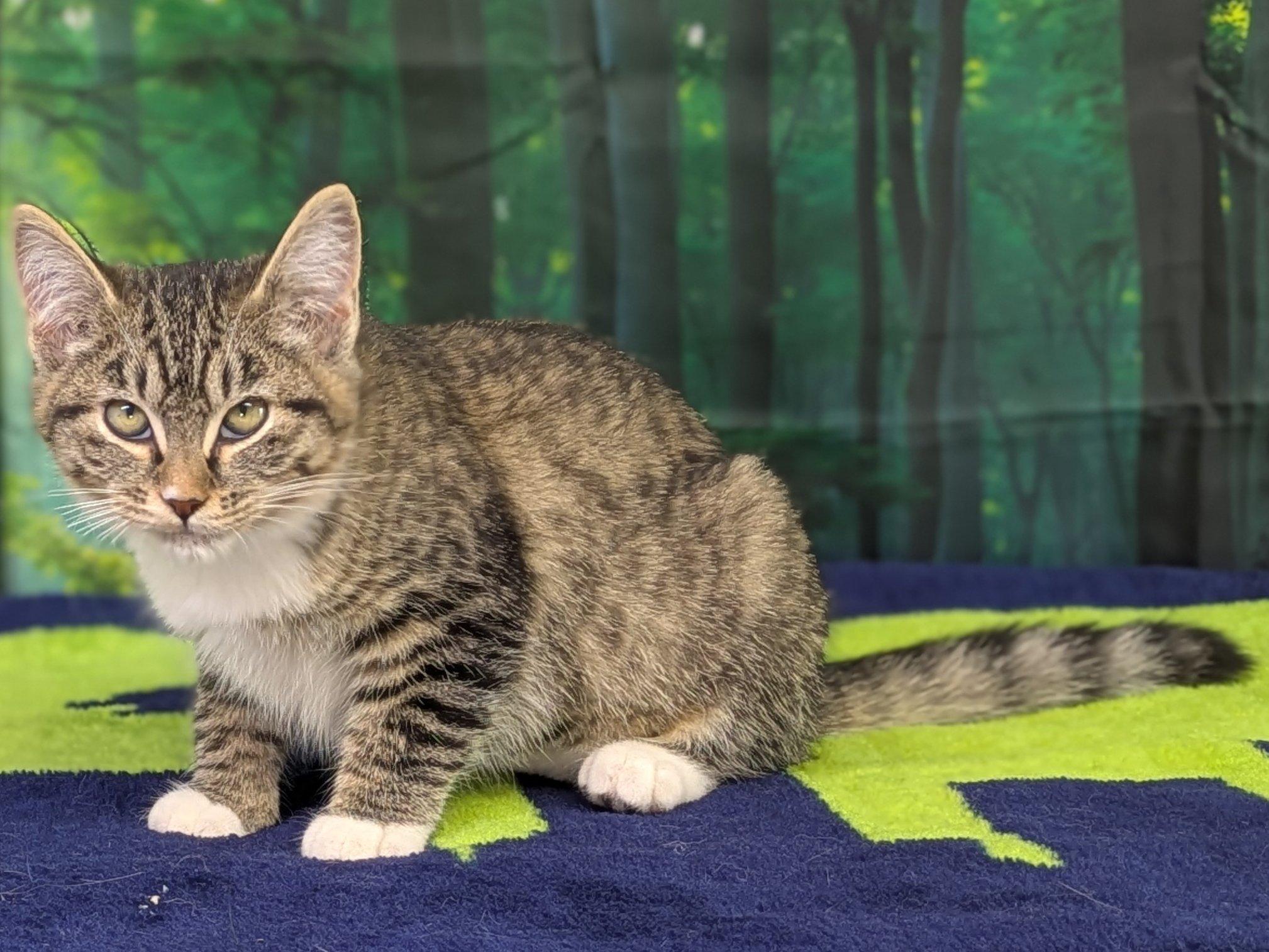 Fajita, an adoptable Tabby, Domestic Short Hair in Republic, WA, 99166 | Photo Image 4