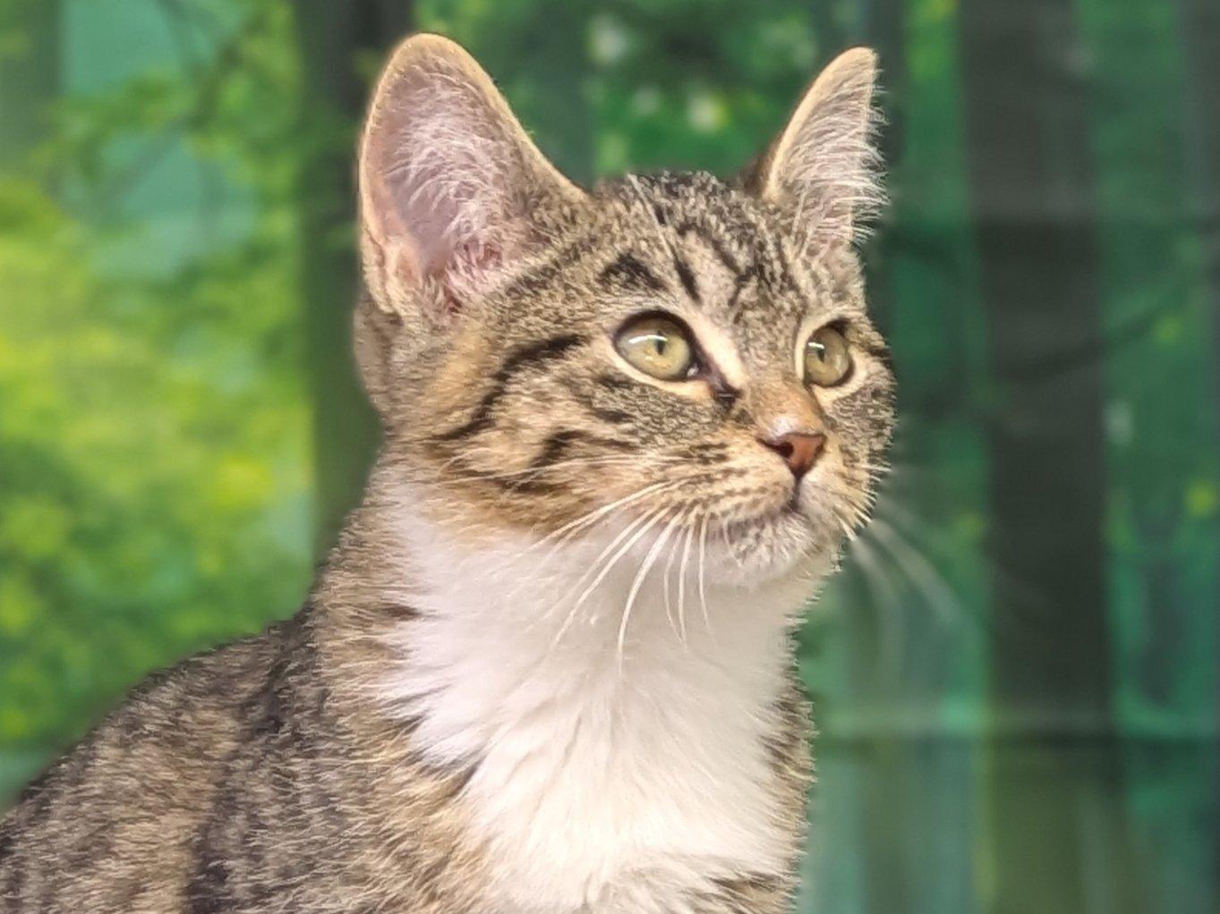 Fajita, an adoptable Tabby, Domestic Short Hair in Republic, WA, 99166 | Photo Image 2