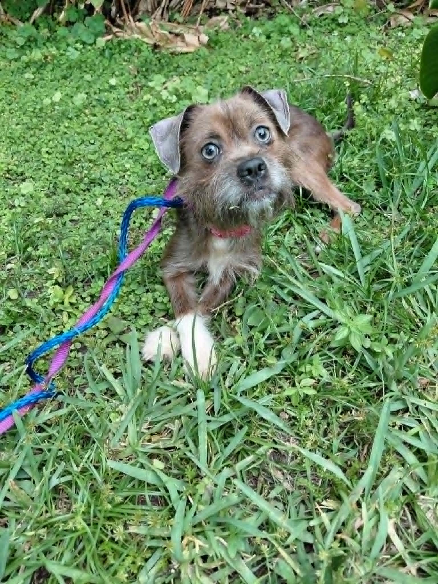 Brianna, ADOPTABLE, Young Female Rat Terrier & Mixed Breed.