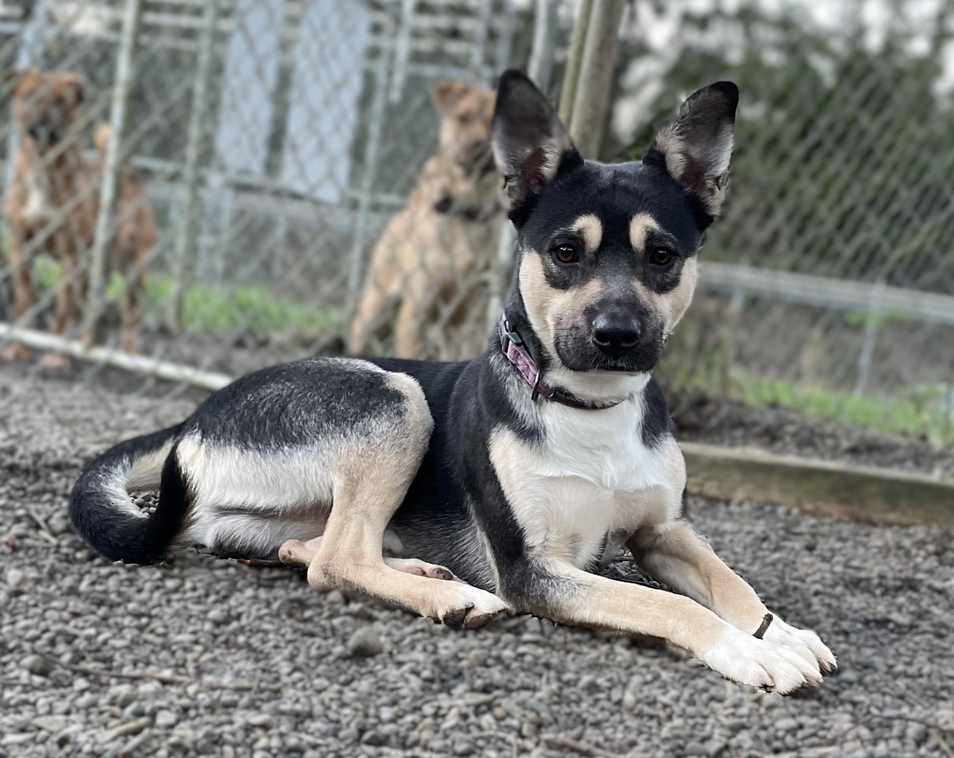 Nick, a Adoptable mixed breed in Hoquiam, WA image 6/6