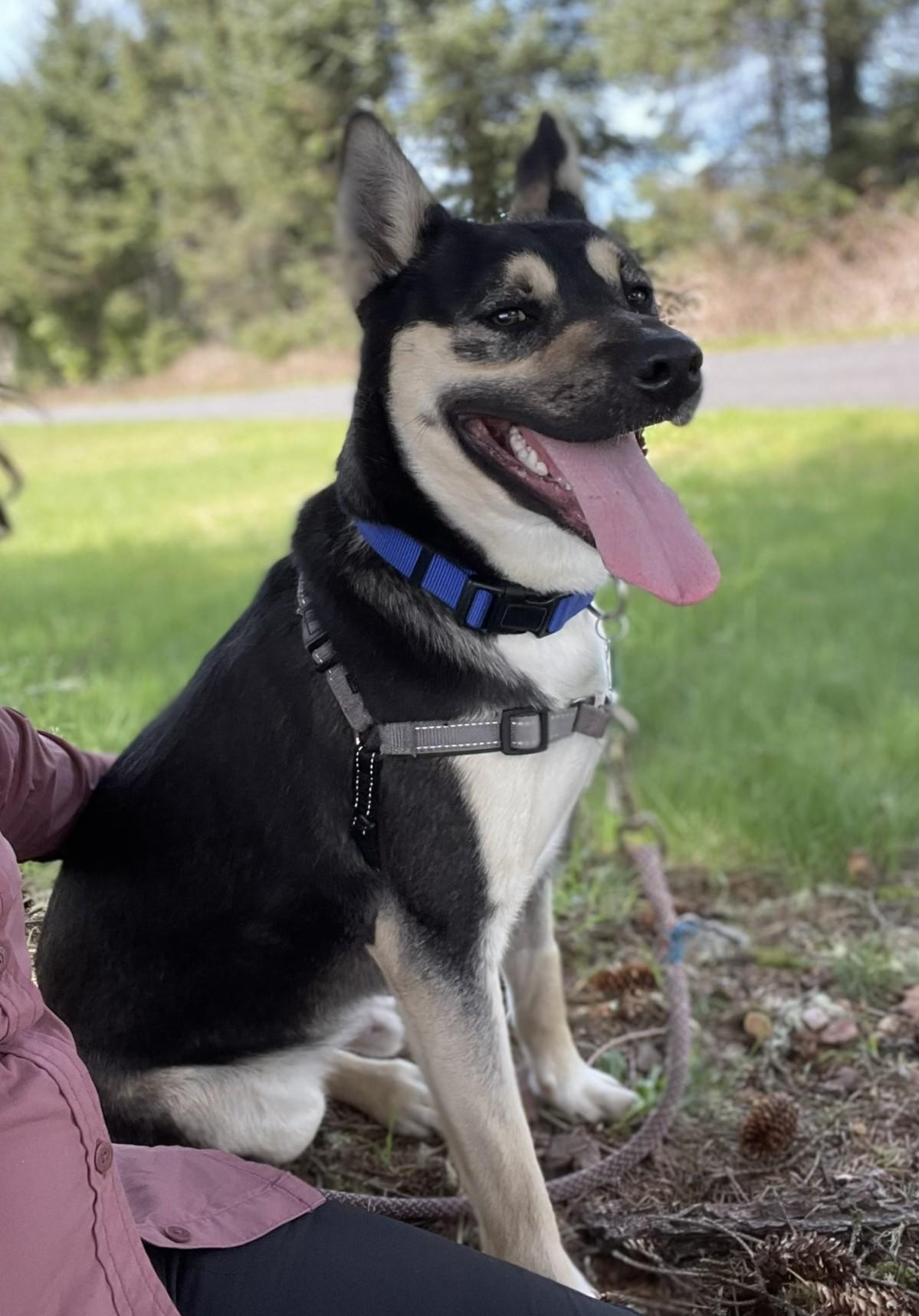 Enlarge Nick (Interviewing Humans), a Adoptable mixed breed in Hoquiam, WA image 5/5