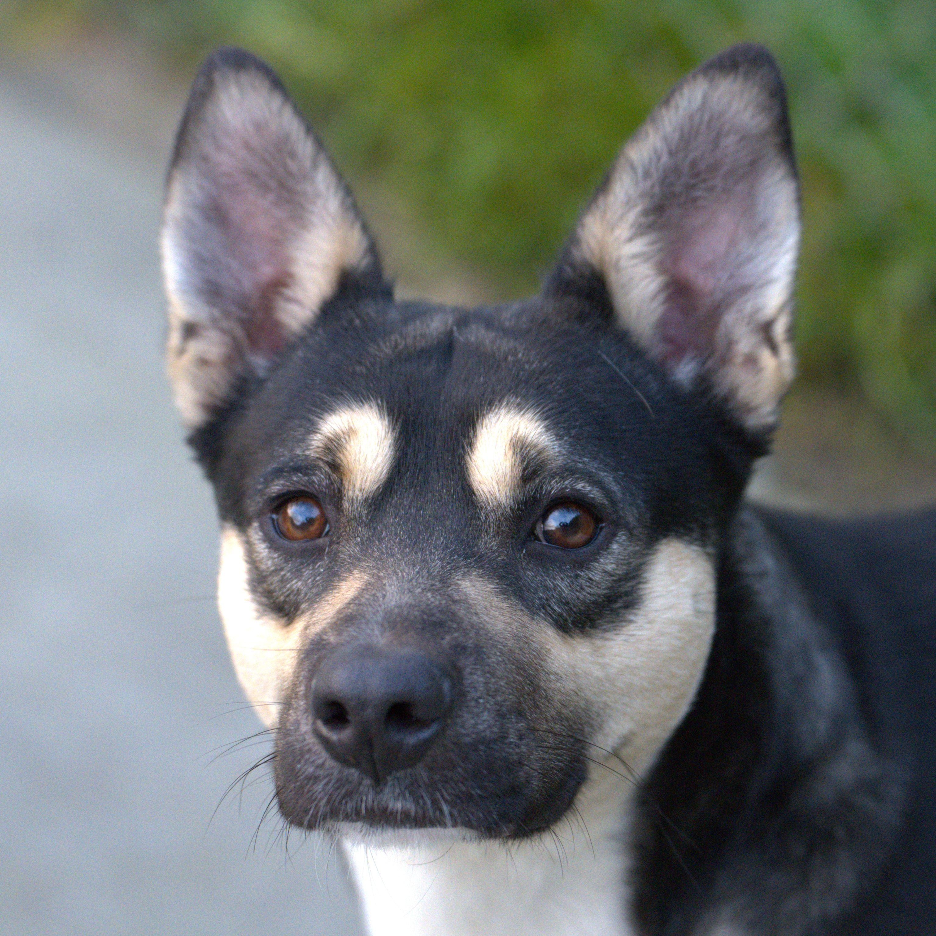 Nick, Adoptable, Young Male Shepherd.
