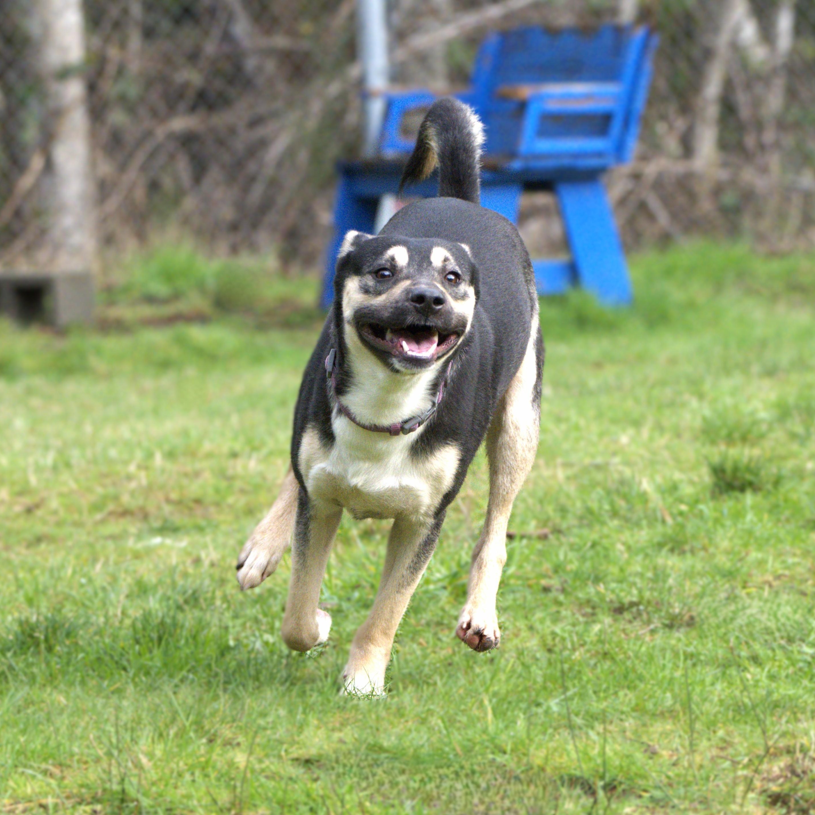 Enlarge Nick (Interviewing Humans), a Adoptable mixed breed in Hoquiam, WA image 4/5