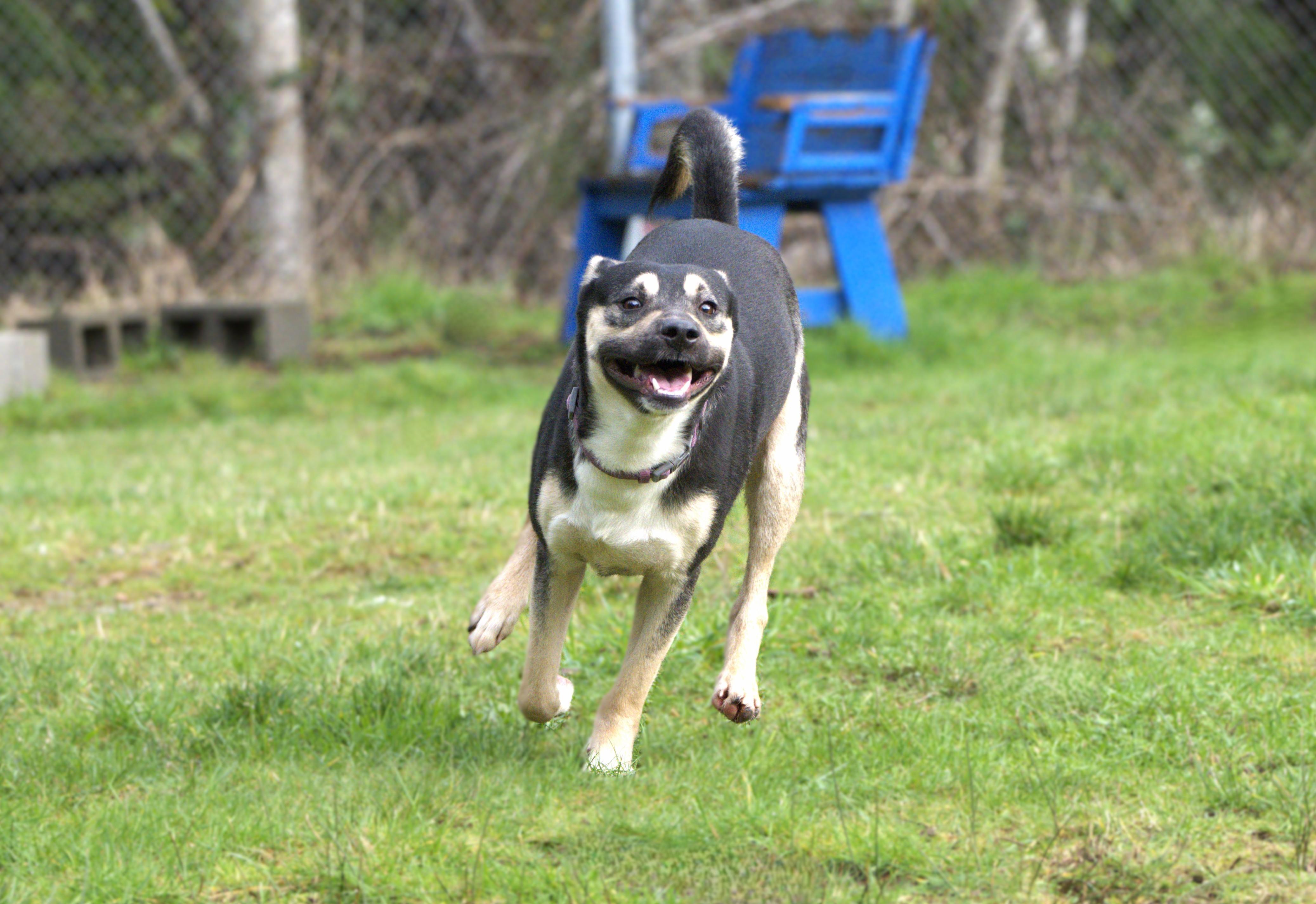 Nick, a Adoptable mixed breed in Hoquiam, WA image 2/6