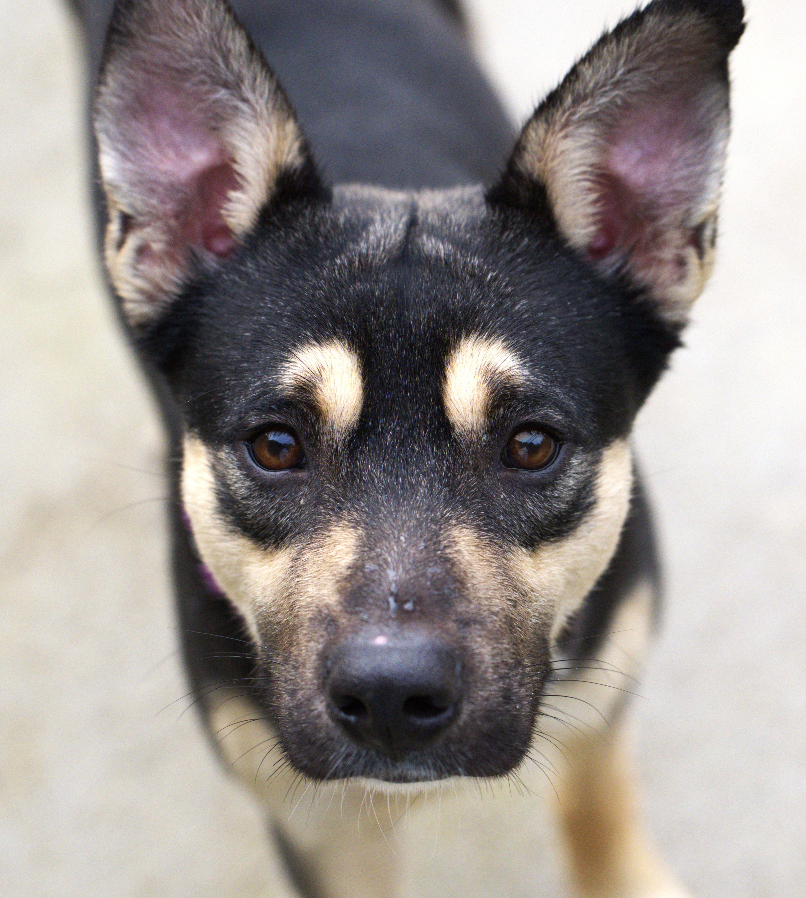 Nick, a Adoptable mixed breed in Hoquiam, WA image 1/6