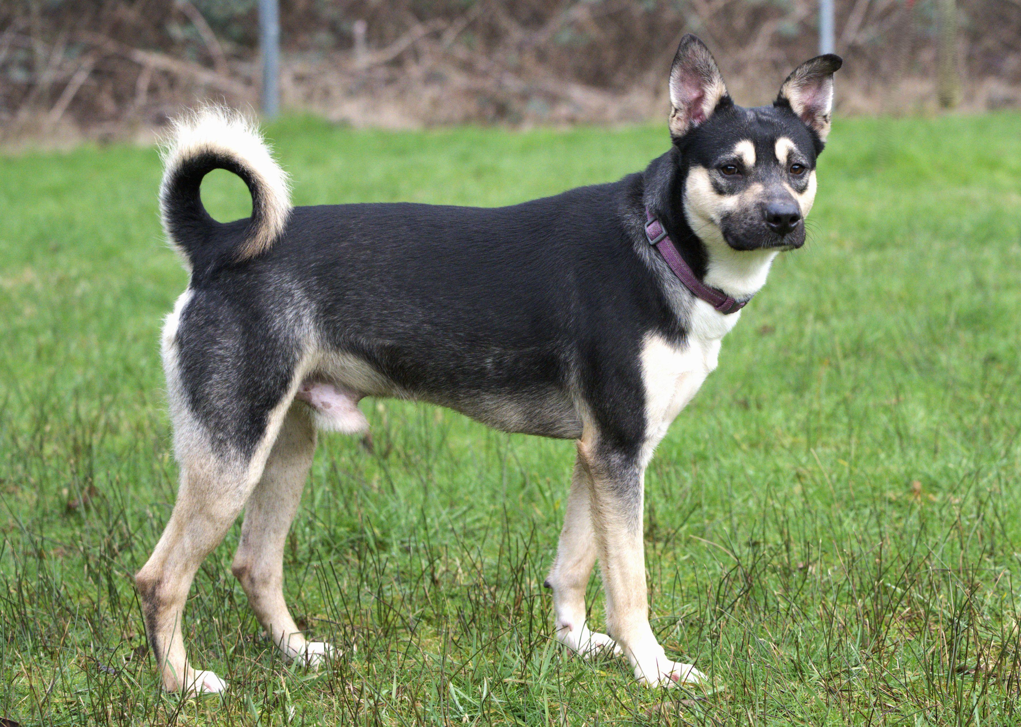 Nick, a Adoptable mixed breed in Hoquiam, WA image 4/6