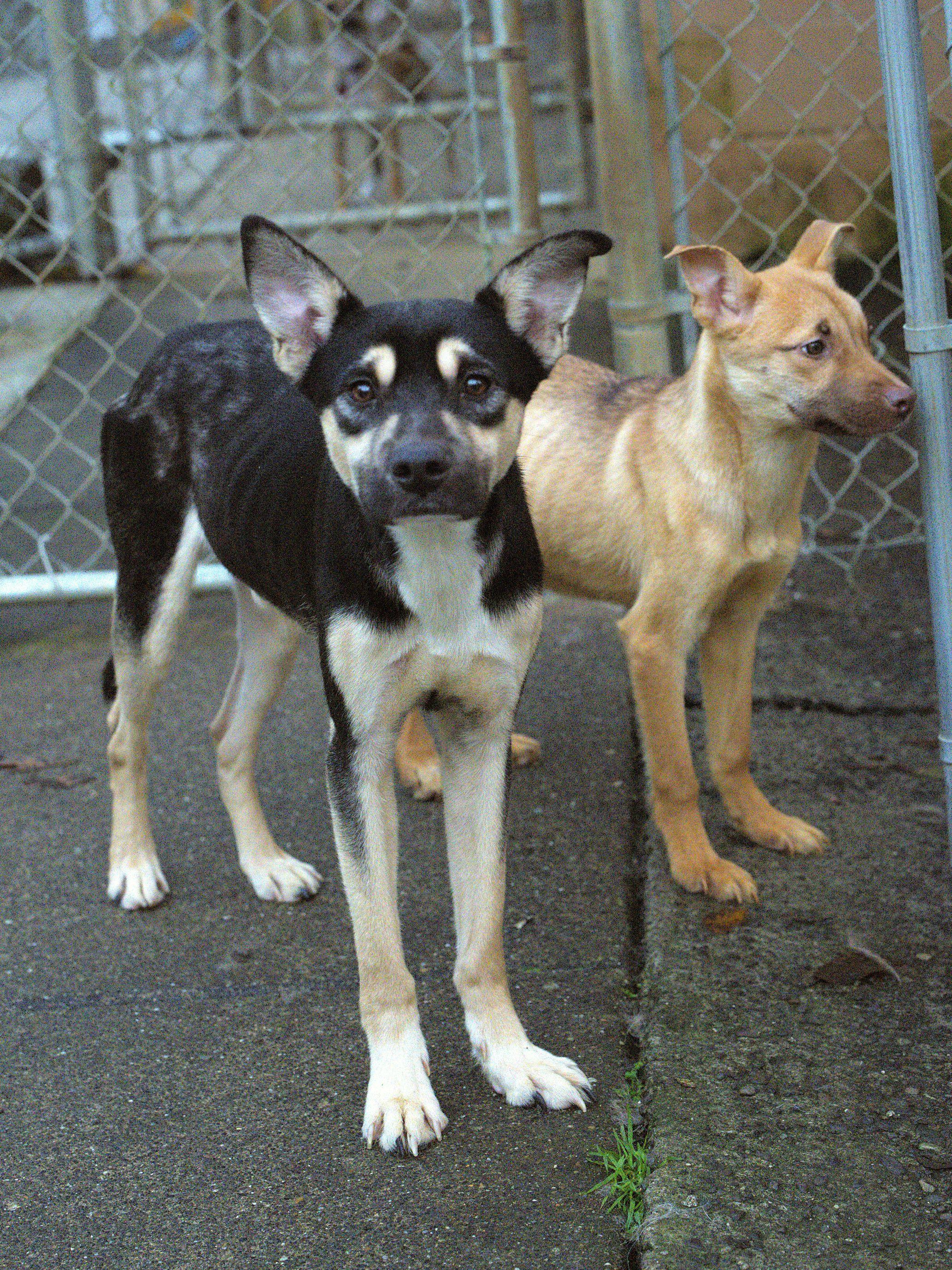 Nick, a Adoptable mixed breed in Hoquiam, WA image 3/6