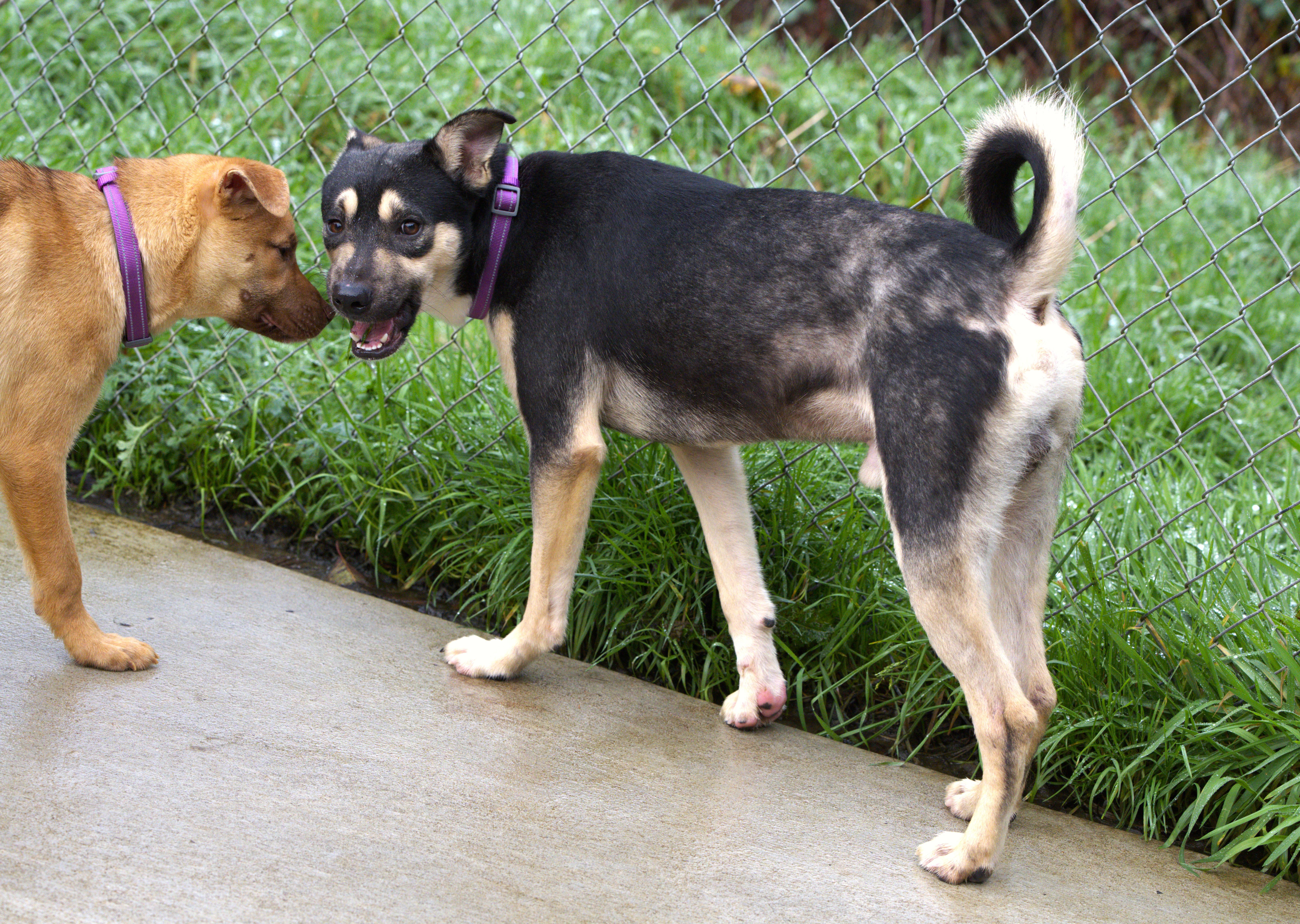 Nick, a Adoptable mixed breed in Hoquiam, WA image 5/6