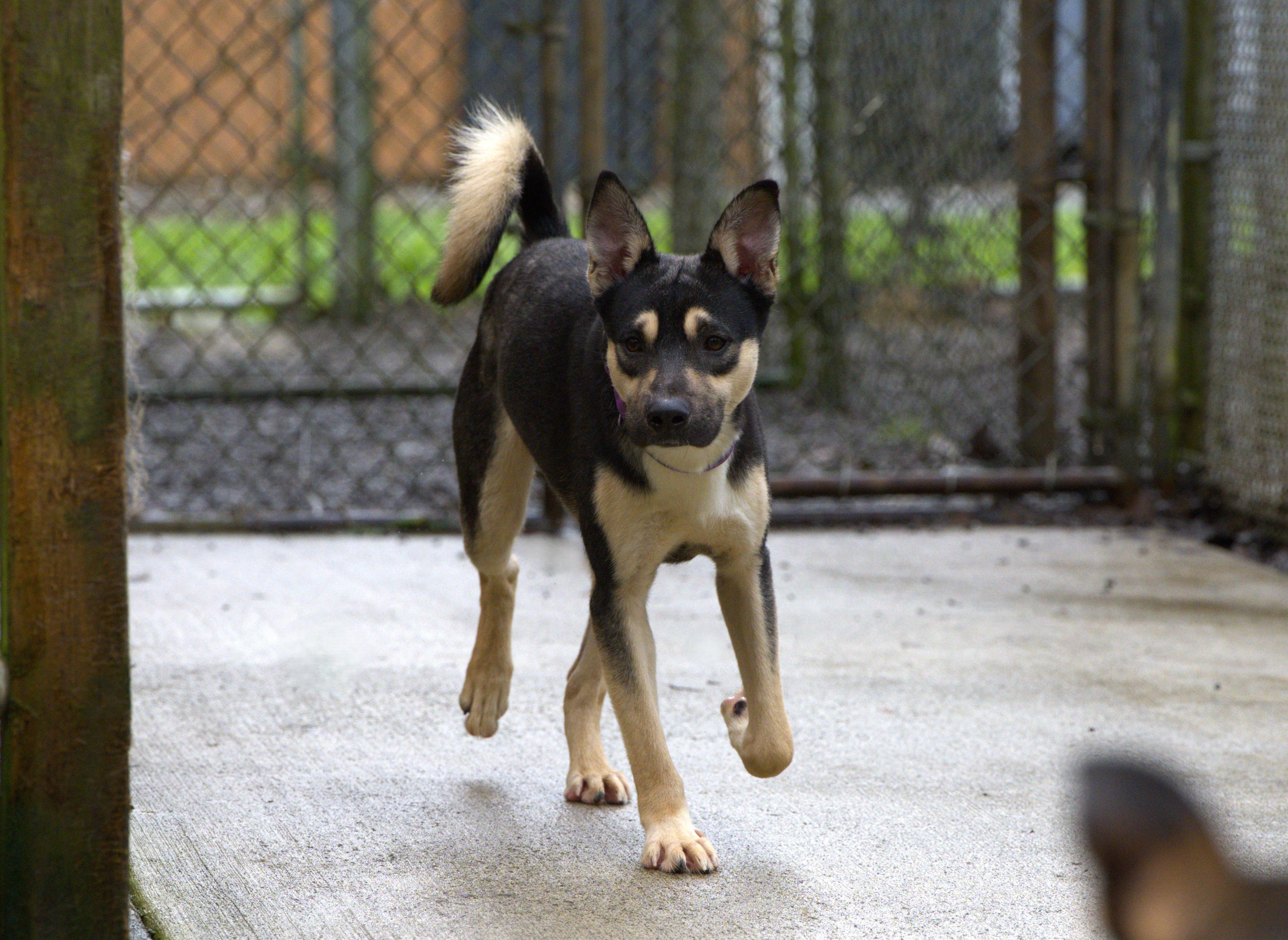Nick, a Adoptable mixed breed in Hoquiam, WA image 6/6