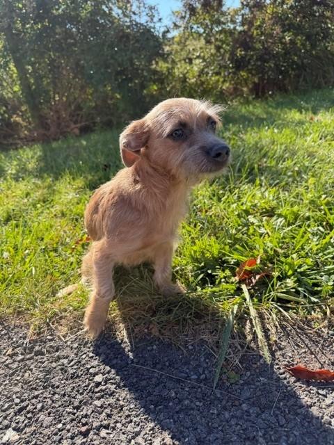 Enlarge Cosmo, a Adoptable mixed breed in Augusta, WV image 2/4