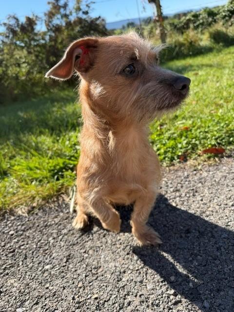 Enlarge Cosmo, a Adoptable mixed breed in Augusta, WV image 4/4