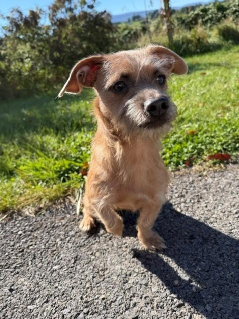 Cosmo, Adoptable, Puppy Male Wirehaired Terrier & Chihuahua.