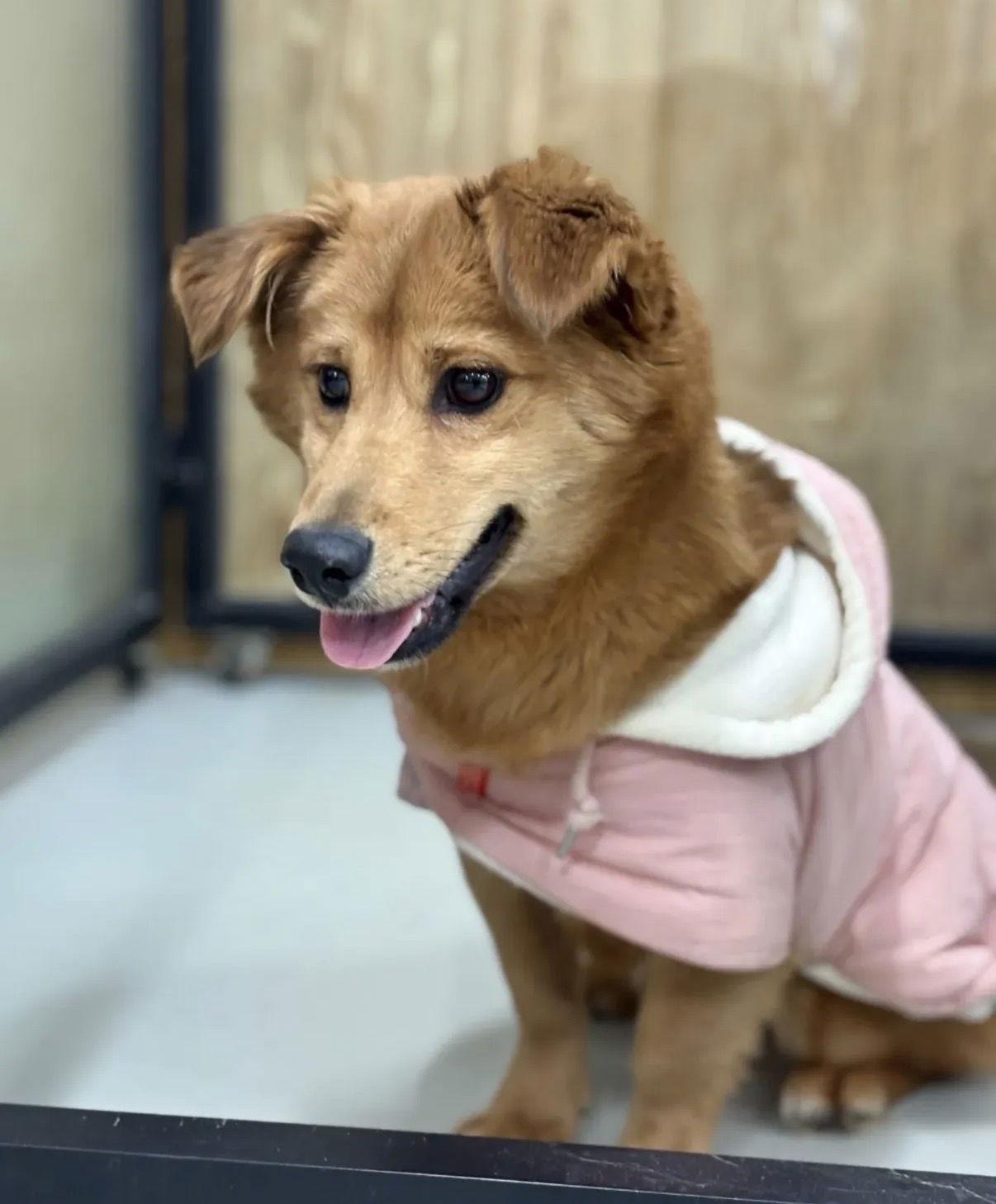 Enlarge YOUNGJI, a Adoptable Corgi in Agoura Hills, CA image 2/2