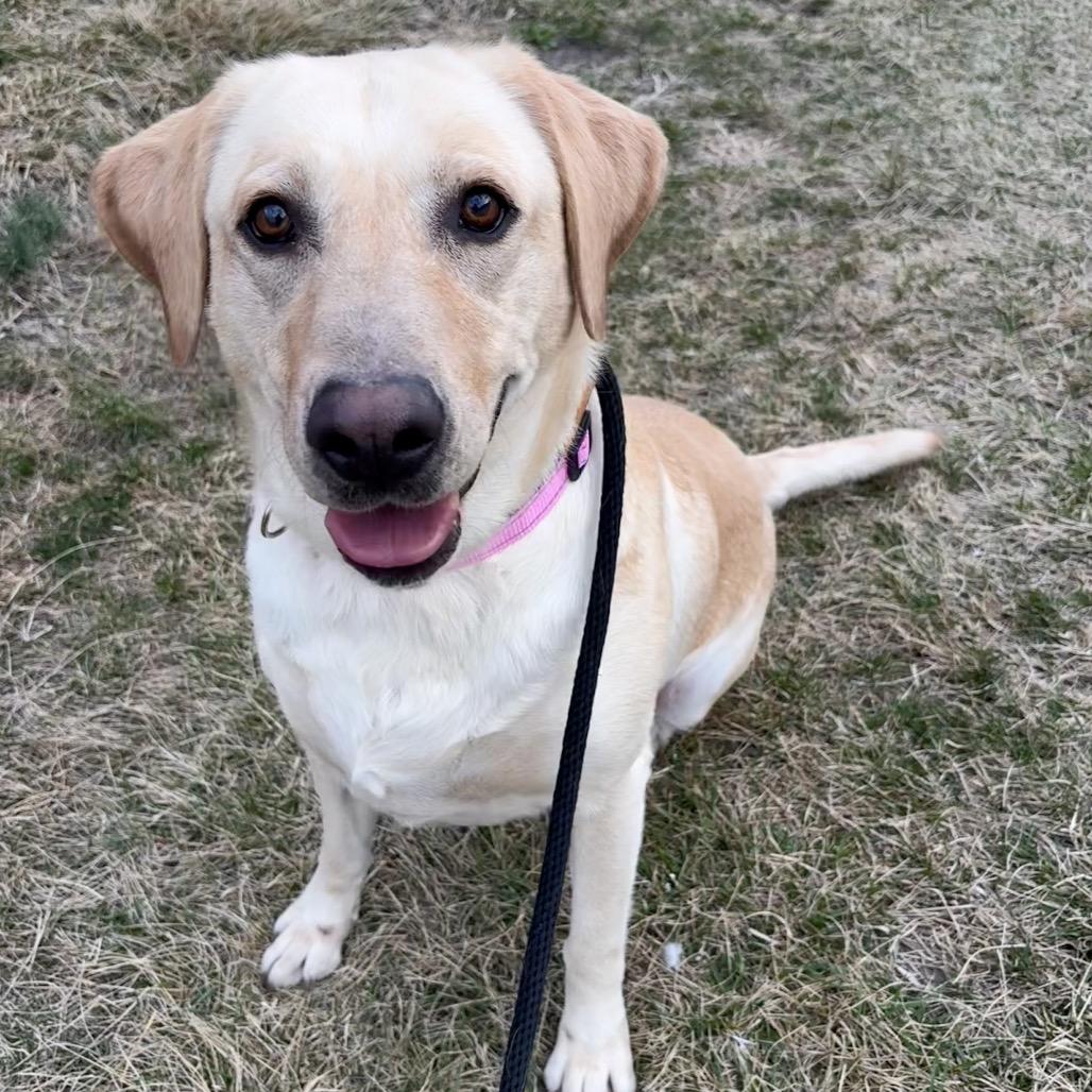 Daisy (Noel), Adoptable, Adult Female Labrador Retriever & Mixed Breed.