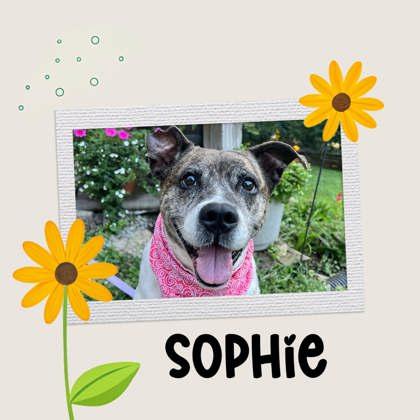 Sophie, Adoptable, Adult Female Mixed Breed & Mixed Breed.