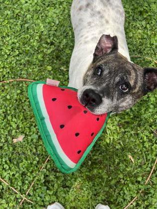 Sophie, a Adoptable mixed breed in Kansas City, MO image 2/3