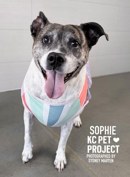 Sophie, Adoptable, Adult Female Mixed Breed & Mixed Breed.