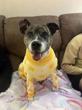 Enlarge Sophie, a Adoptable mixed breed in Kansas City, MO image 2/3