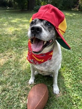 Enlarge Sophie, a Adoptable mixed breed in Kansas City, MO image 3/3