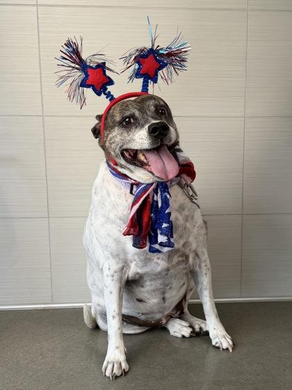 Sophie, a Adoptable mixed breed in Kansas City, MO image 3/3