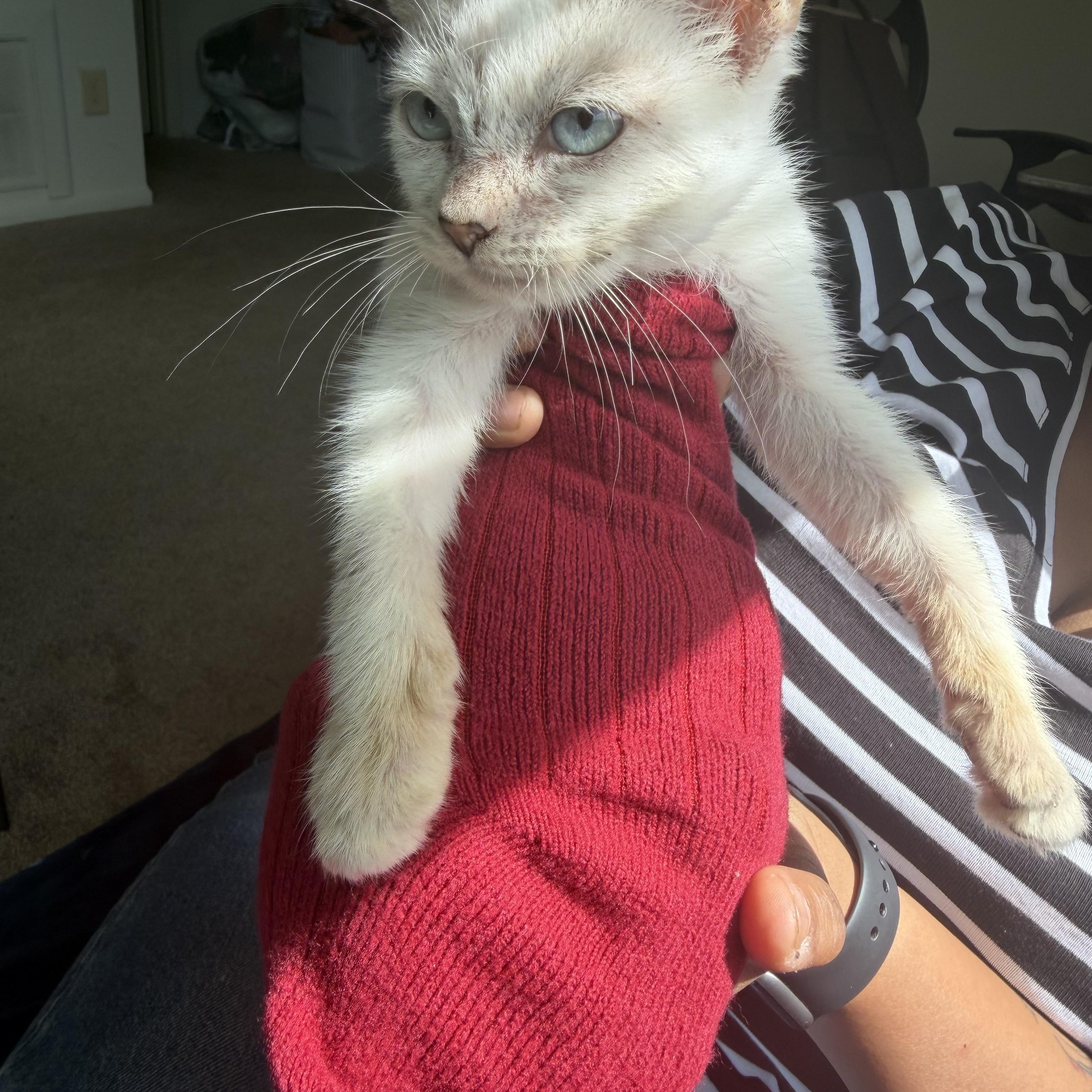 Enlarge Butterscotch, a Adoptable mixed breed in Newark, DE image 5/6