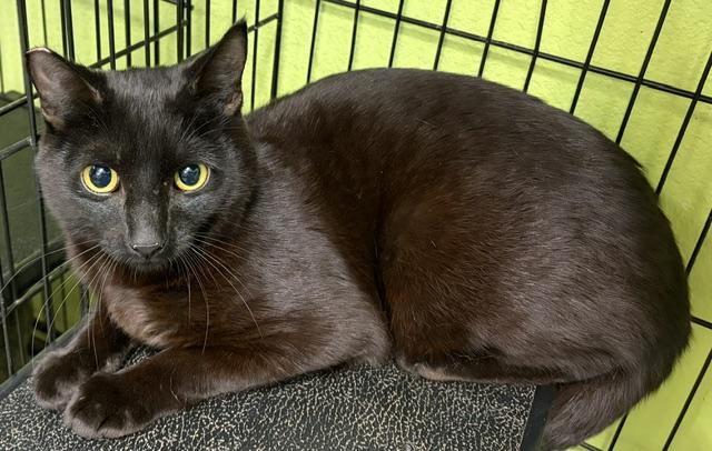Enlarge Jimmy, a Adoptable Domestic Short Hair in Jackson, CA image 1/1