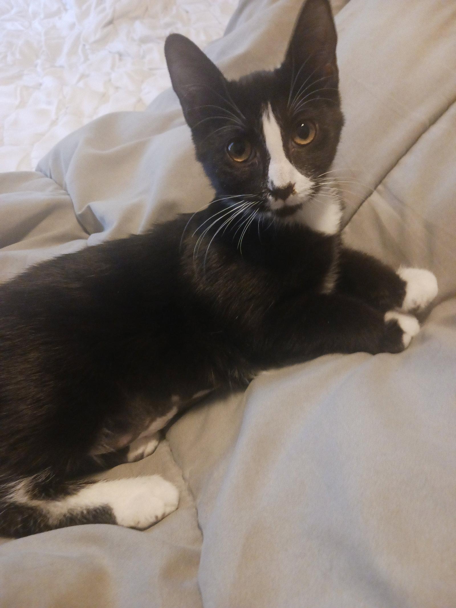 Starling (1284), Adoptable, Kitten Female Domestic Short Hair.