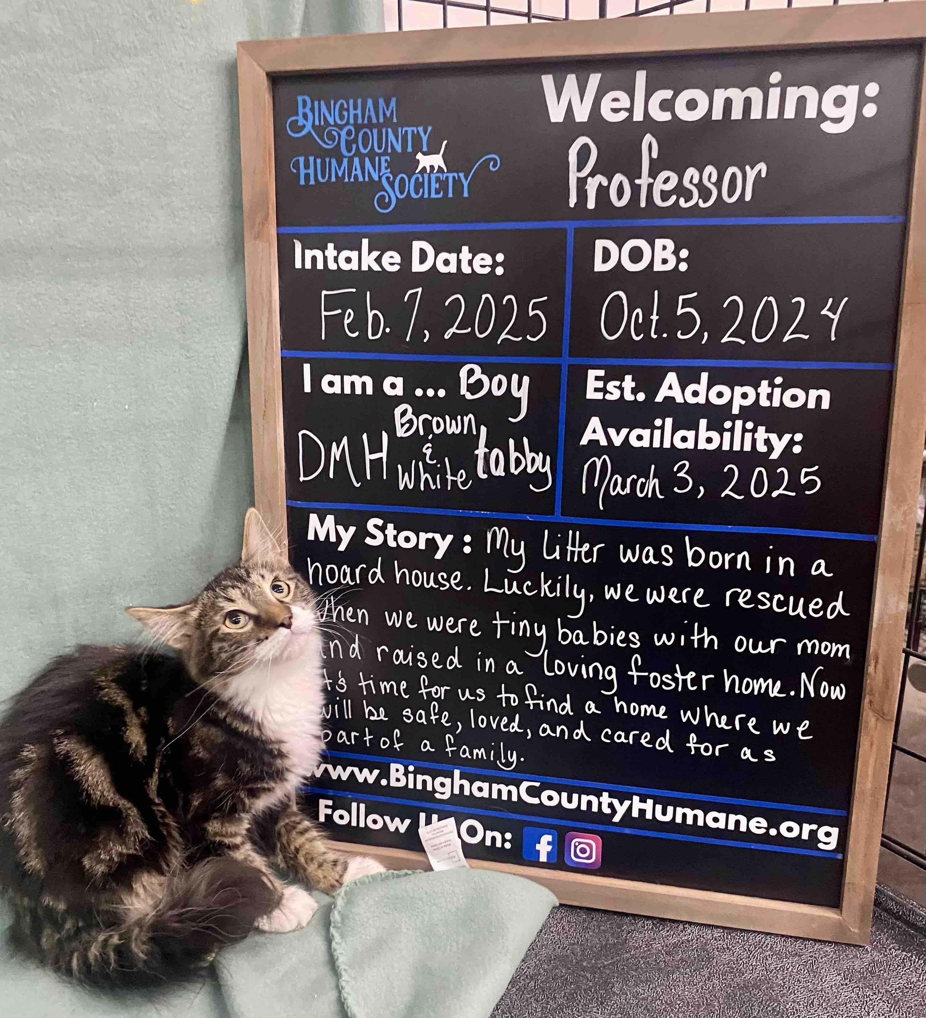Professor, Adoptable, Young Male Domestic Medium Hair.