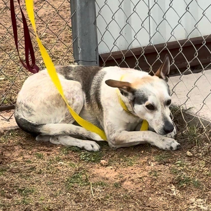 Bagel, Adoptable, Adult Male Australian Cattle Dog / Blue Heeler.