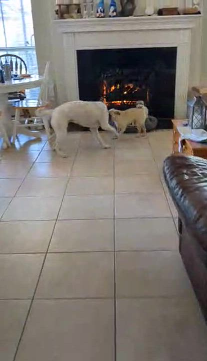 Enlarge Saki, a Adoptable mixed breed in Cherry Hills Village, CO video 6/6