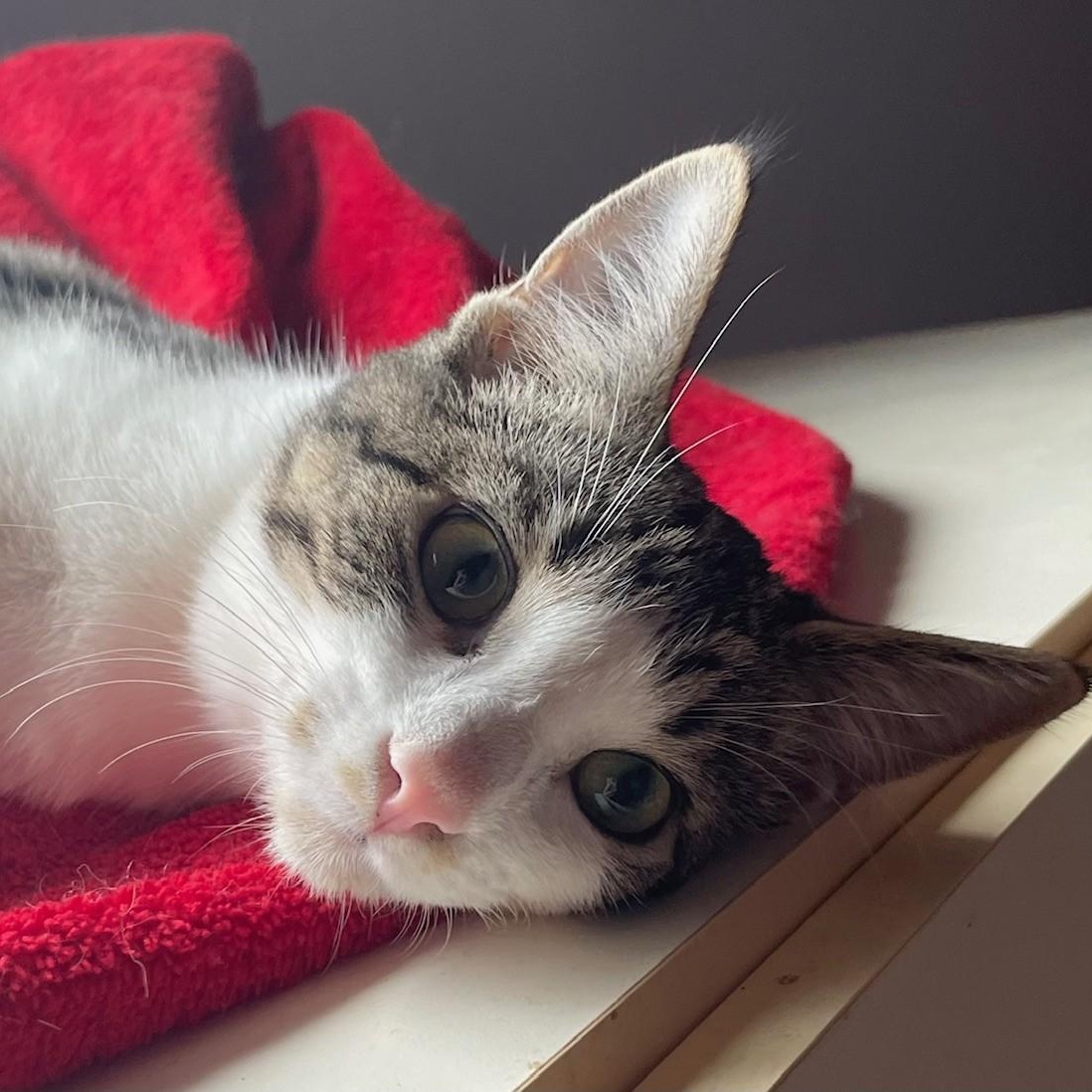 Enlarge Darcy, a Adoptable Domestic Short Hair in Menasha, WI image 3/6