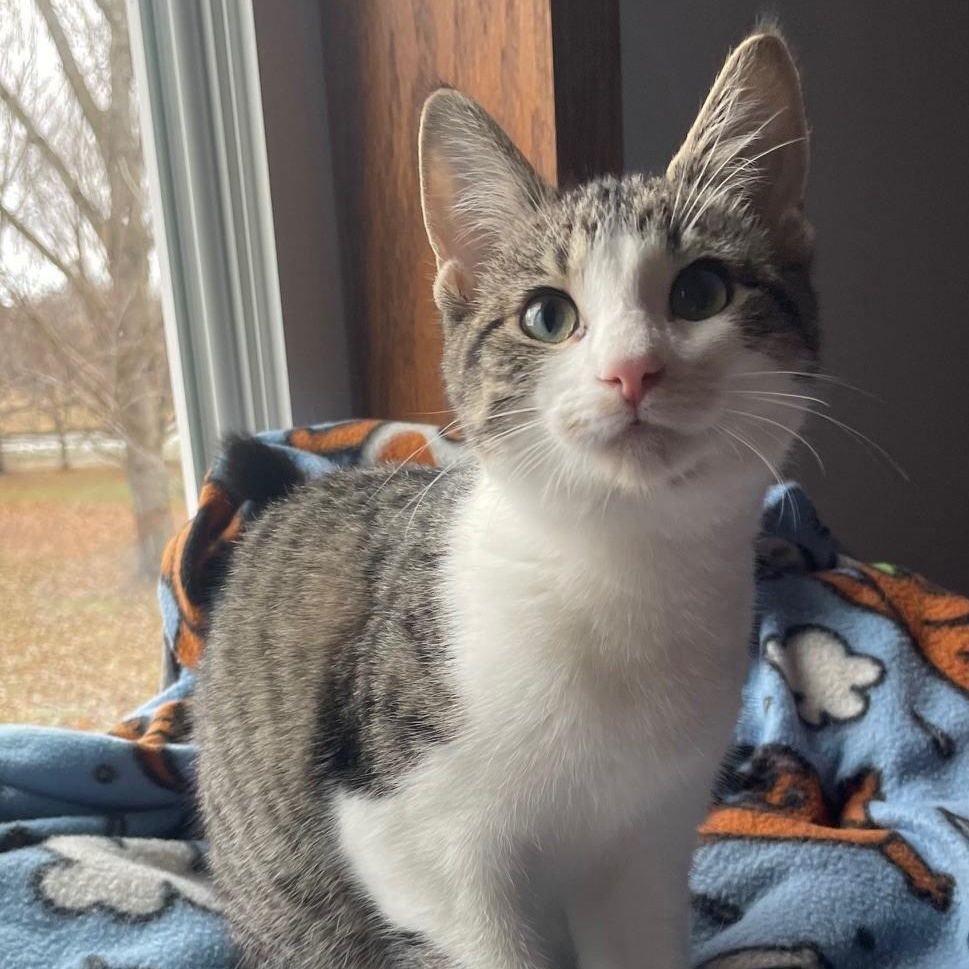 Enlarge Darcy, a Adoptable Domestic Short Hair in Menasha, WI image 2/6