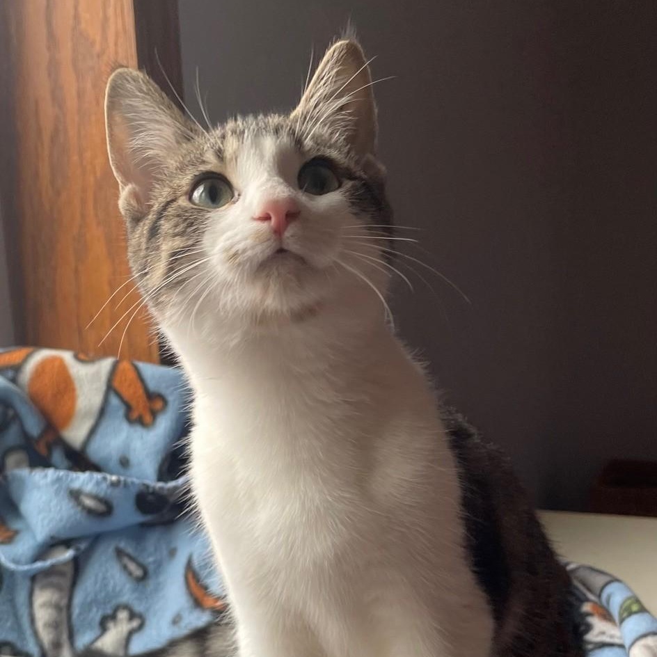 Enlarge Darcy, a Adoptable Domestic Short Hair in Menasha, WI image 4/6