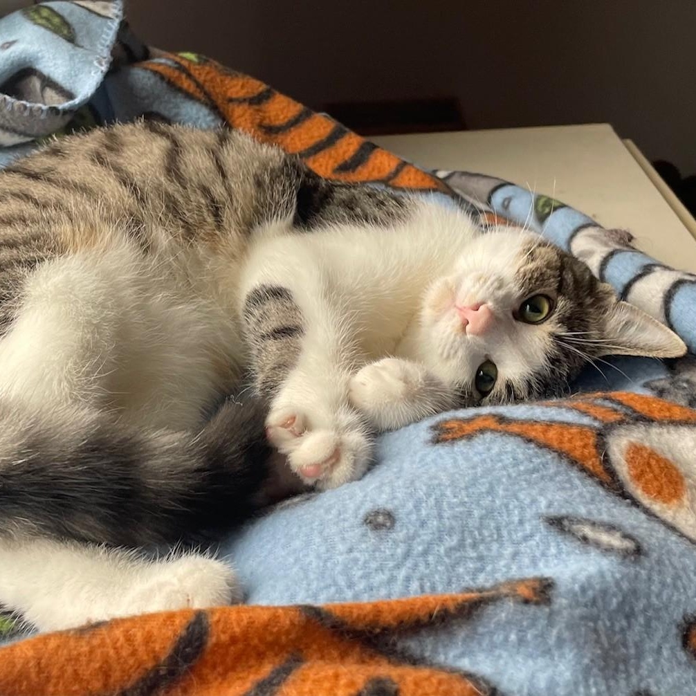 Enlarge Darcy, a Adoptable Domestic Short Hair in Menasha, WI image 6/6