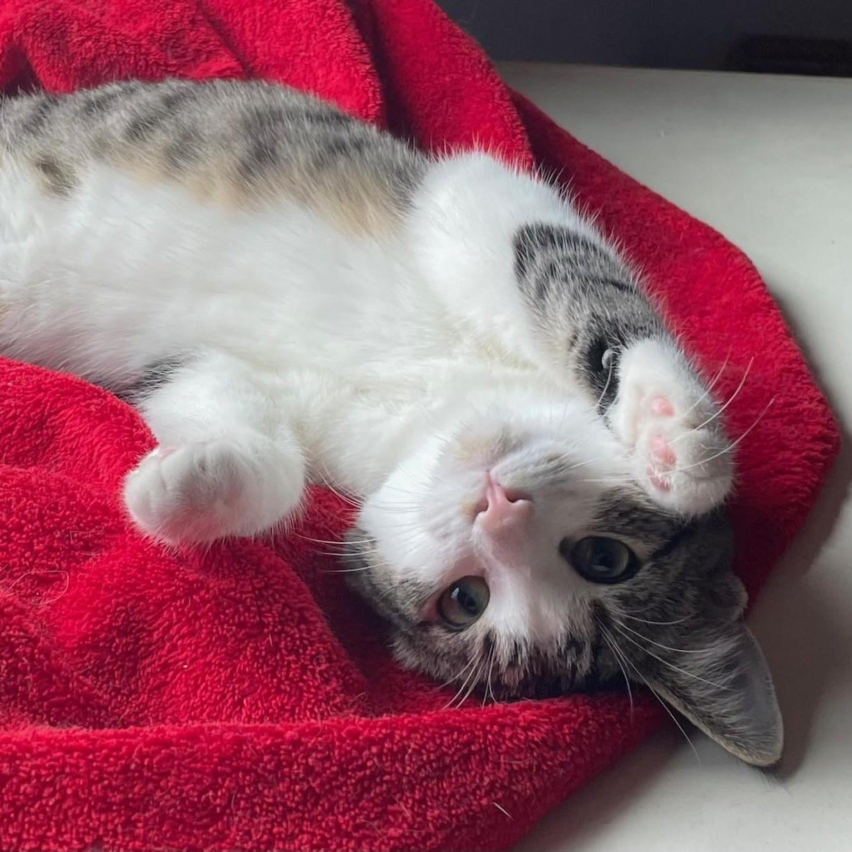 Enlarge Darcy, a Adoptable Domestic Short Hair in Menasha, WI image 1/6