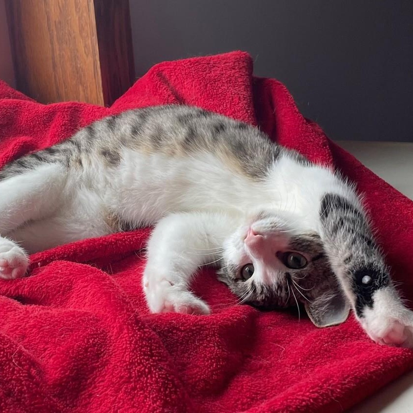 Enlarge Darcy, a Adoptable Domestic Short Hair in Menasha, WI image 5/6