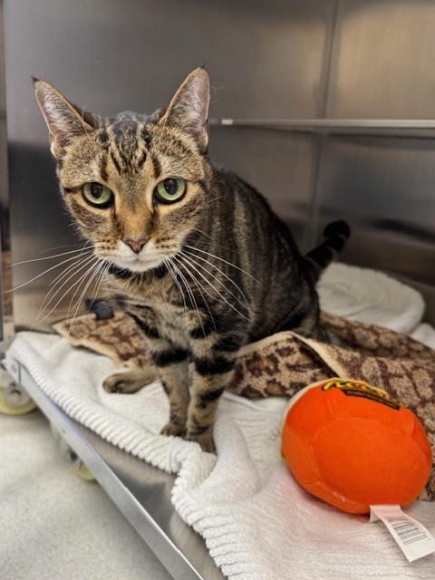 LOUISE, Adoptable, Adult Female Domestic Short Hair.